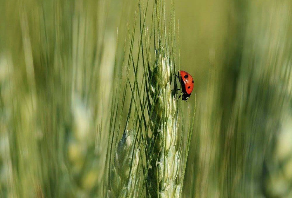 Coccinella sul grano (Federico Milesi)